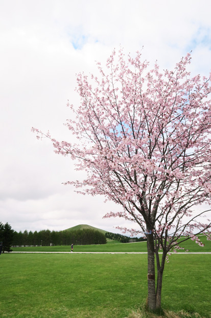 5月2日桜（満開）