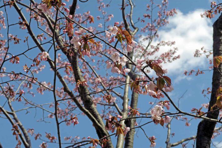 4月27日 三分咲きのサクラ