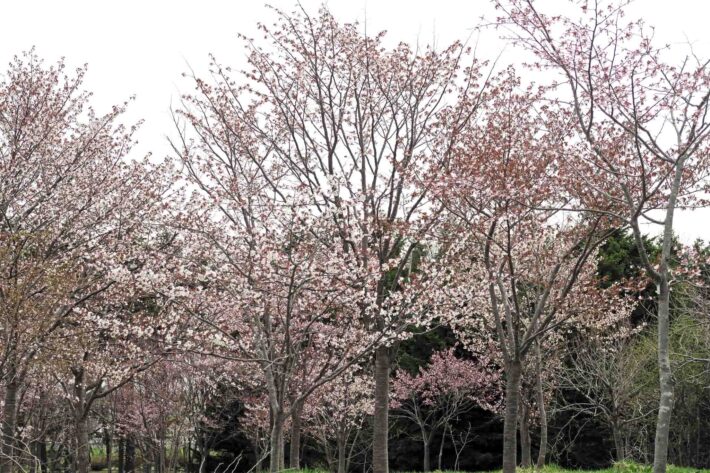 4月29日 八分咲きのサクラ