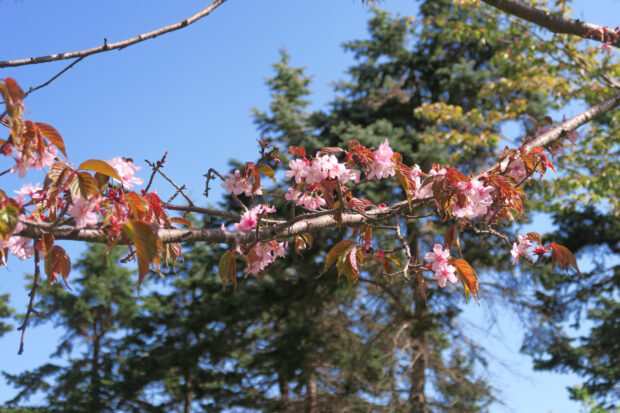 園内サクラのようす 葉桜