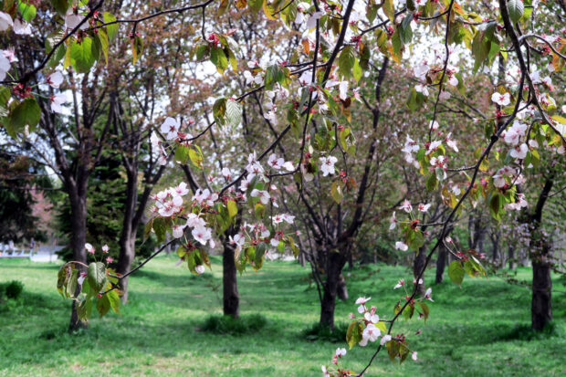 5月4日　園内の葉桜