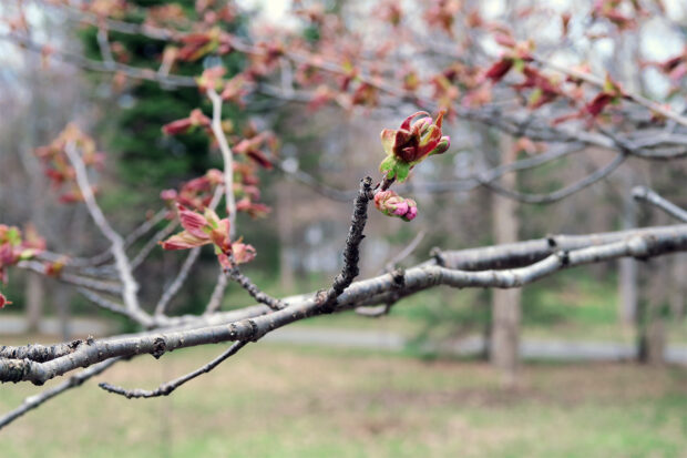 4月24日　モエレ沼公園の開花状況