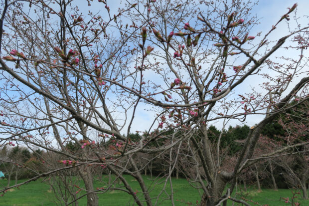 2025年4月25日のサクラ開花状況