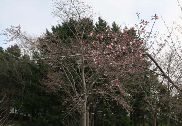 4月26日のサクラ開花状況