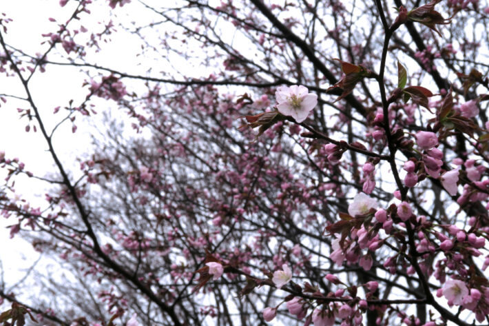 4月29日サクラの開花状況