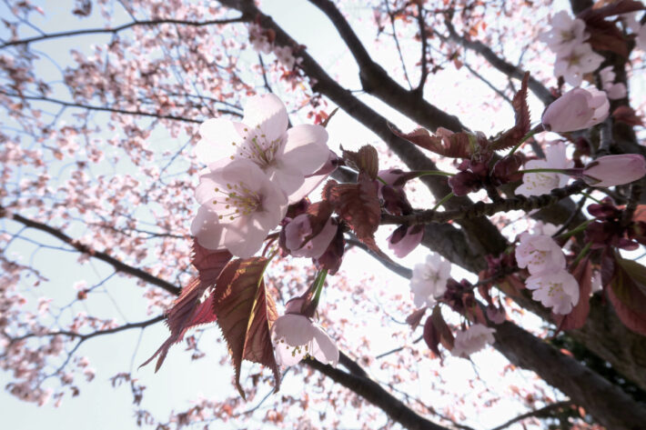 5月2日サクラの開花状況
