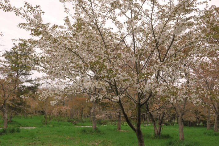 5月7日サクラの開花状況