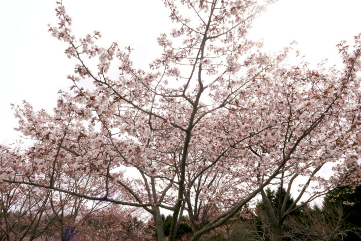 4月24日モエレ沼公園サクラの開花状況
