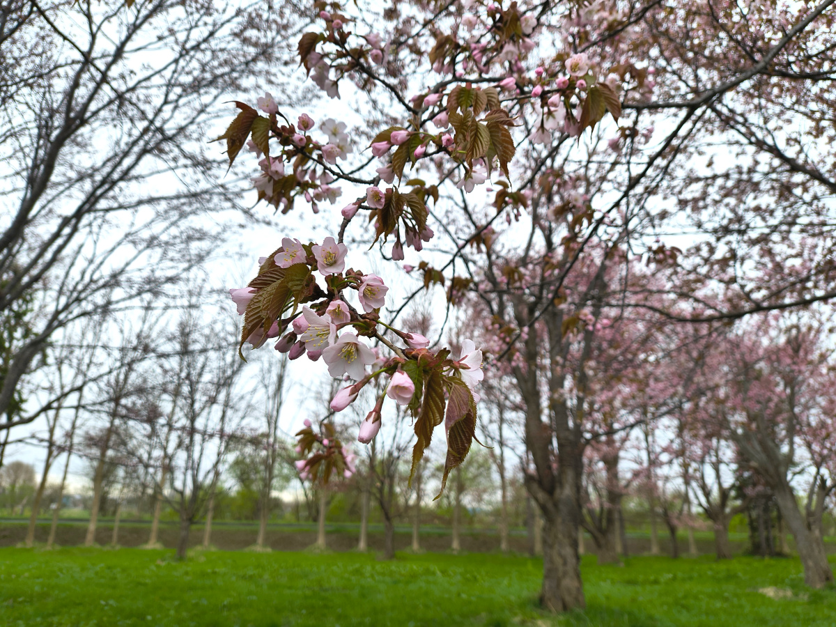 4月23日園内のサクラの開花状況