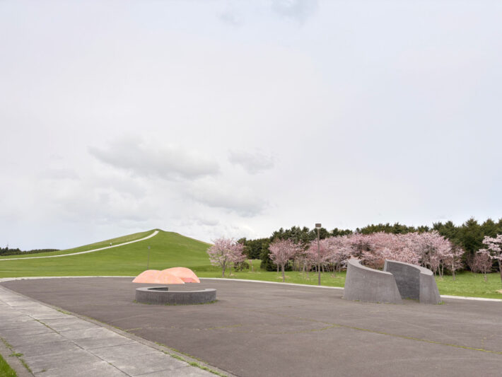 4月24日モエレ沼公園サクラの開花状況２