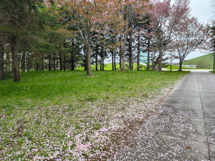 5月2日モエレ沼公園の桜