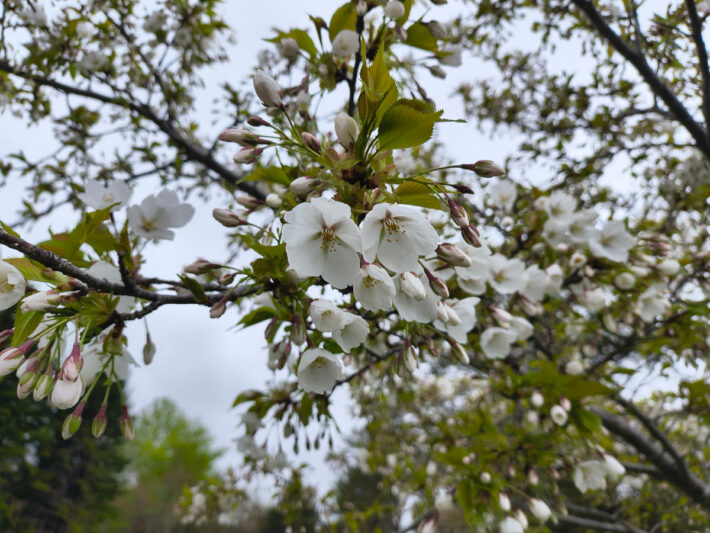 5月2日モエレ沼公園の桜